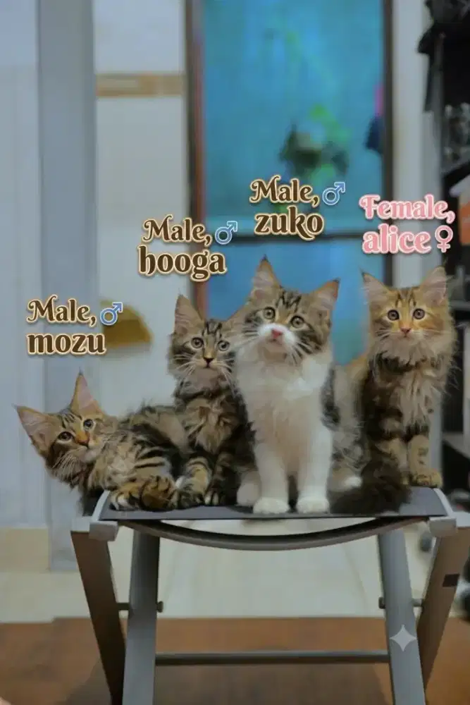 Kucing Mainecoon/LA kitten mainecoon