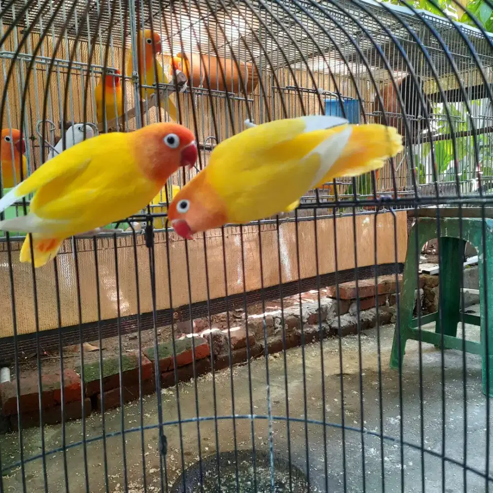 Sepasang lutino retina merah