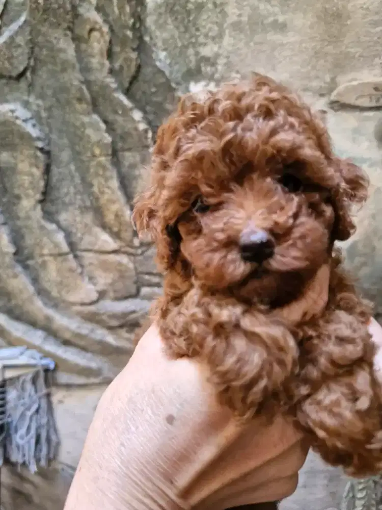 Red Toy Poodle Betina