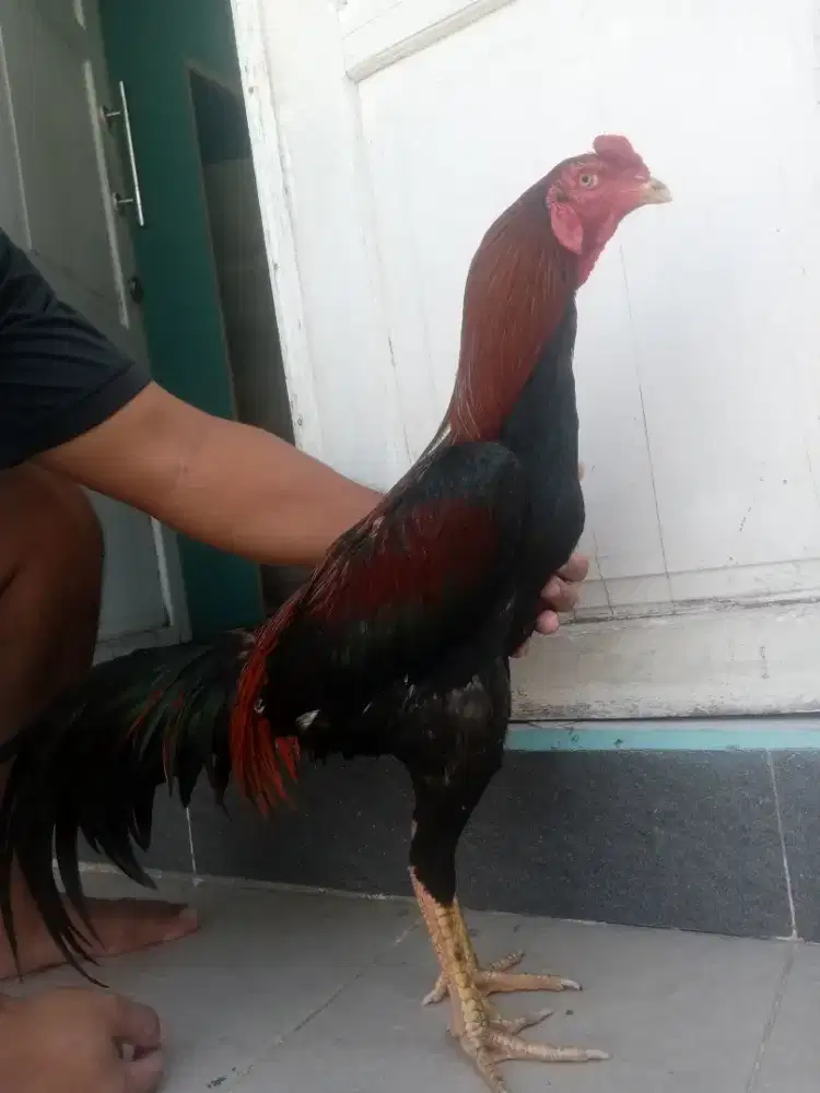 Pakhoy tipe brakot