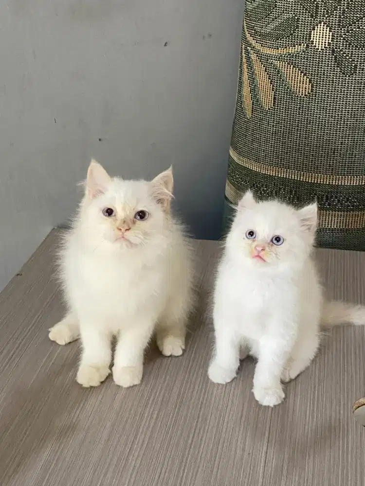 kucing kitten anakan anggora persia mainecoon himalaya ragdoll british