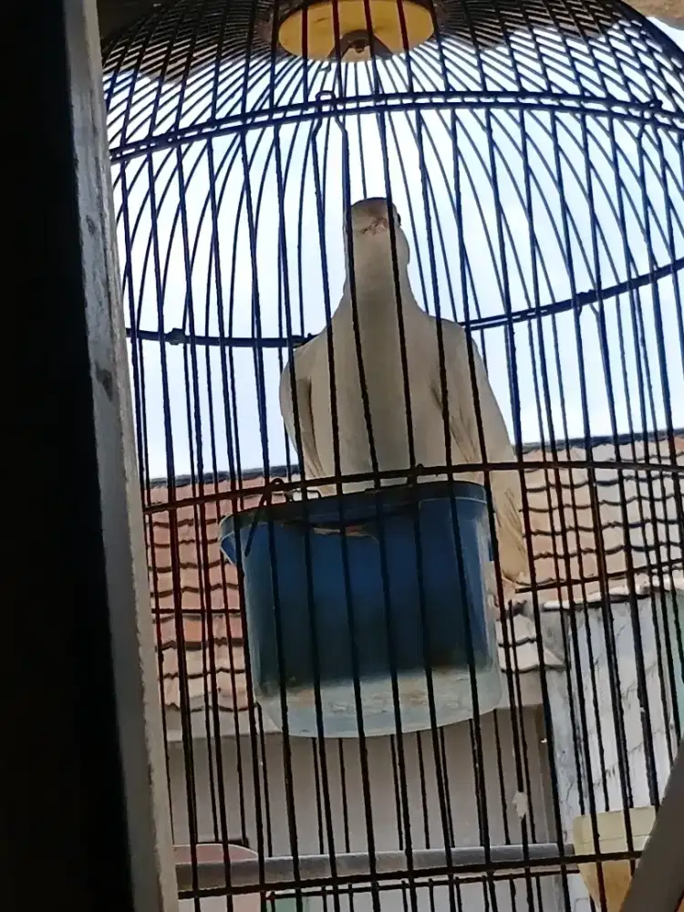 Jual burung fullset tekukur albimo
