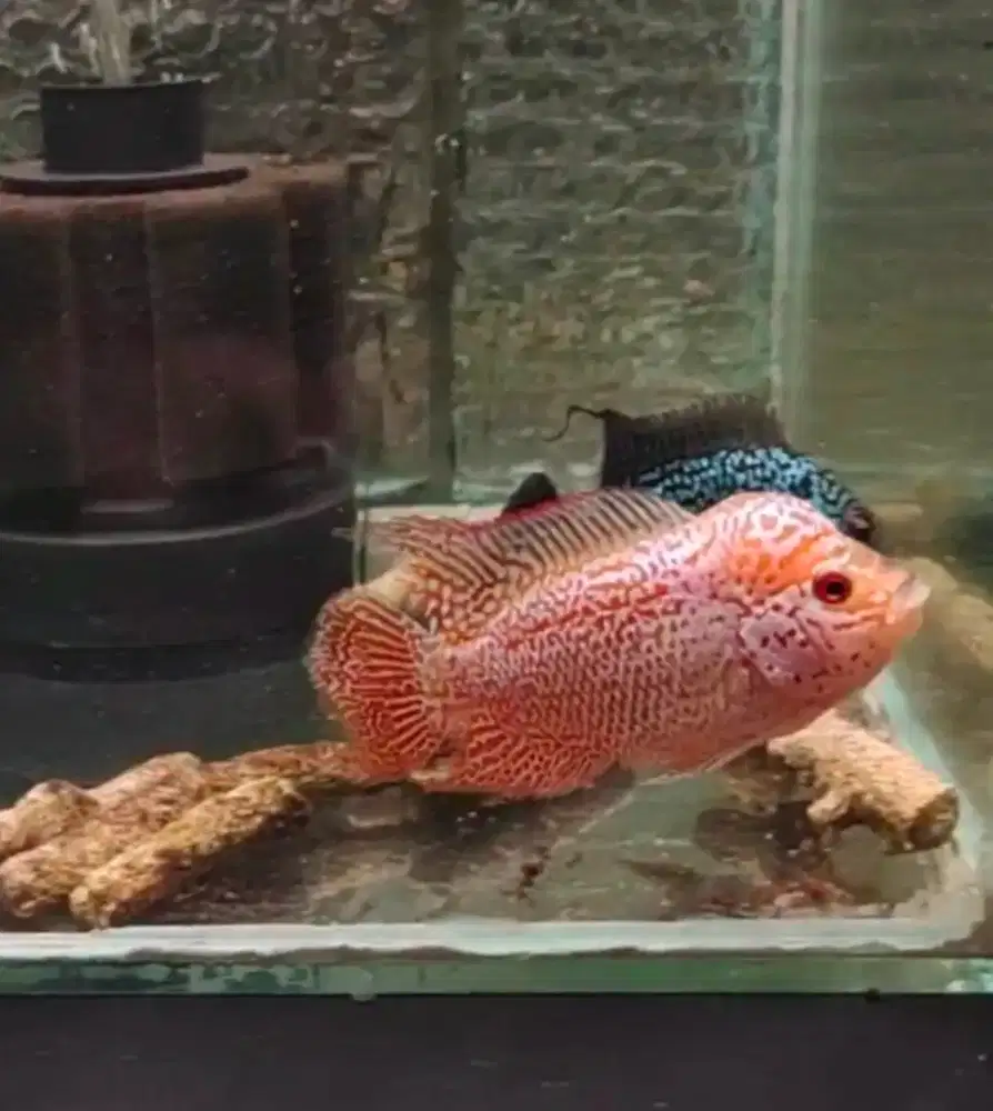 ikan lohan gb cencu 6cm merah oren merona full mutiara
