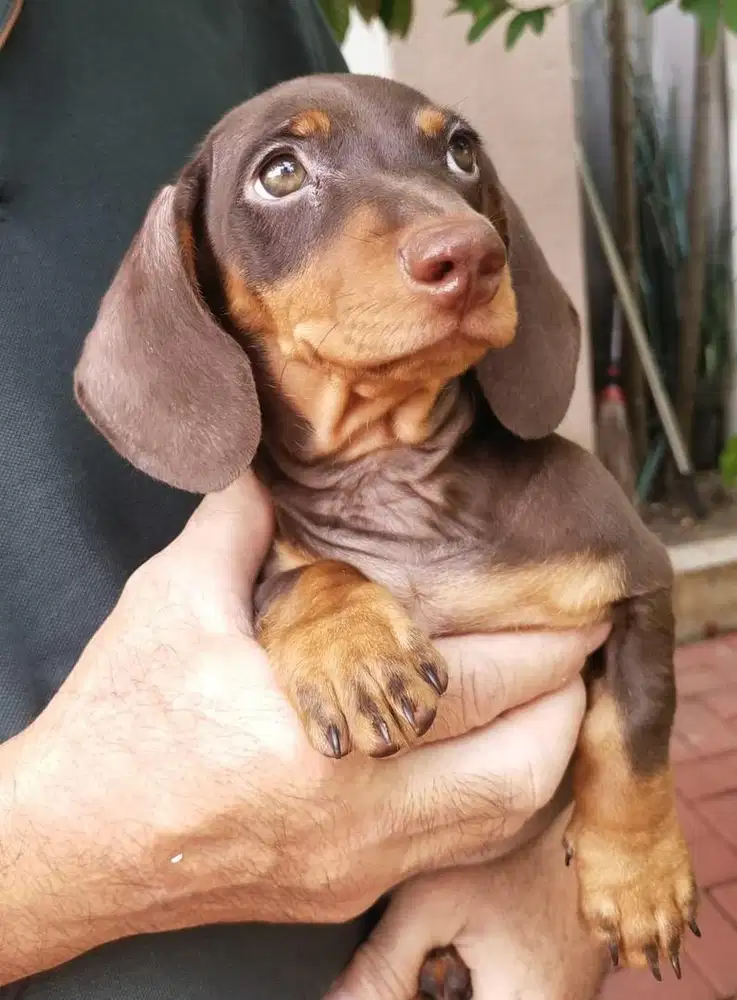 Anjing Tekel Daschund Cokelat Pure Breed