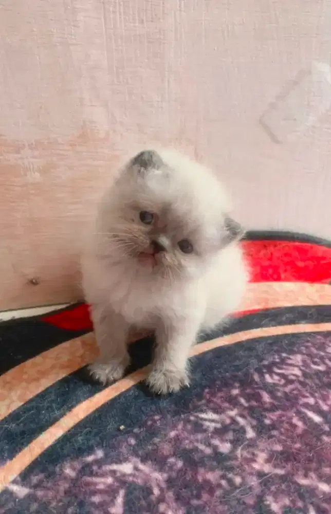 Lepas adopt anakan bsh scottish