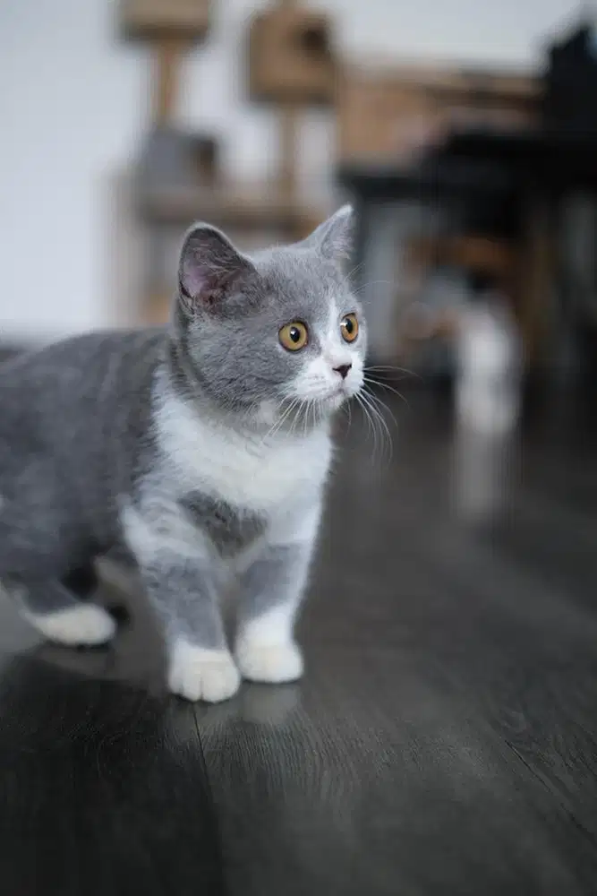 Kucing british shorthair kitten ped wcf line champion