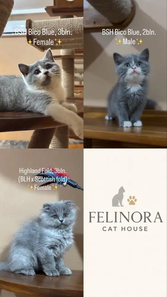 Kitten Kucing BSH British Shorthair Scottish fold Borongan Satuan