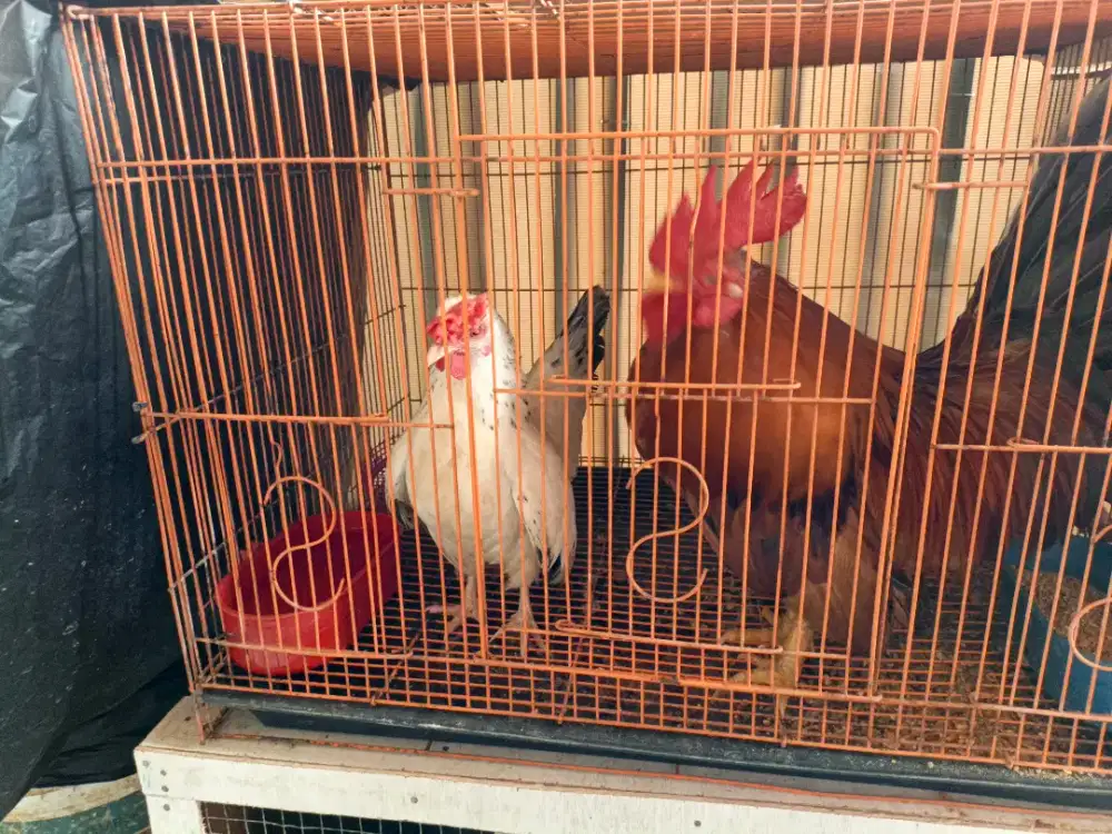 Di Jual Ayam Kate sepasang sudah produksi