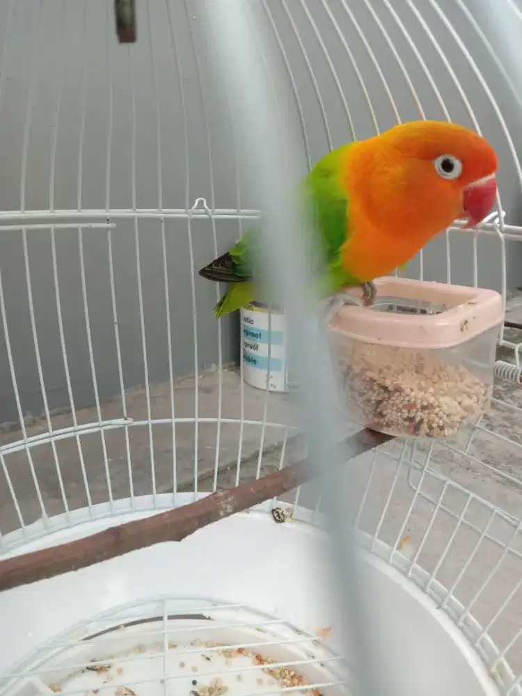 Lovebird biola green siapan, dewasa betina. Gemuk sehat ngekek lumayan