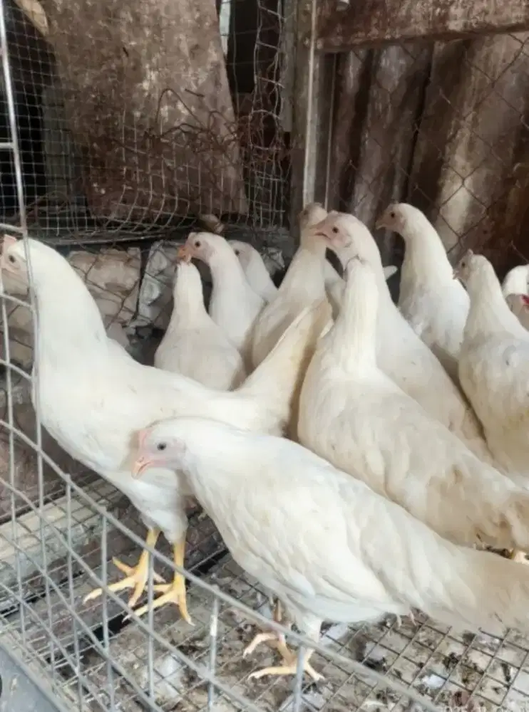 Ayam white leghorn