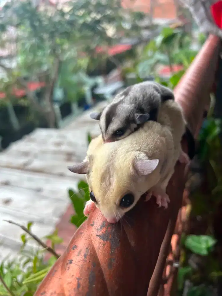 Sugar Glider Obes + Anaknya