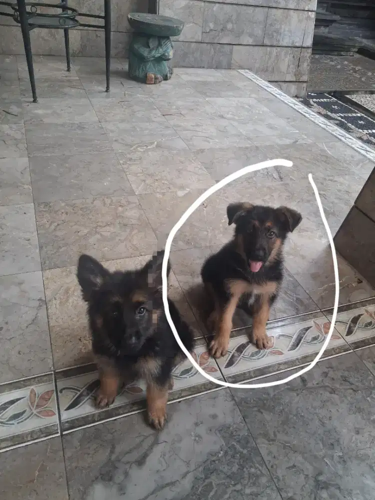 Jual Anak Puppy Anjing Herder German Shepherd Asli Big Bone