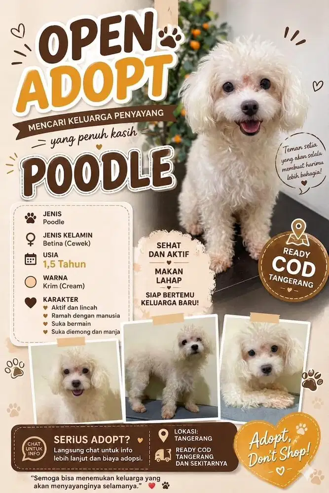 Dijual mini poodle putih cewek murah