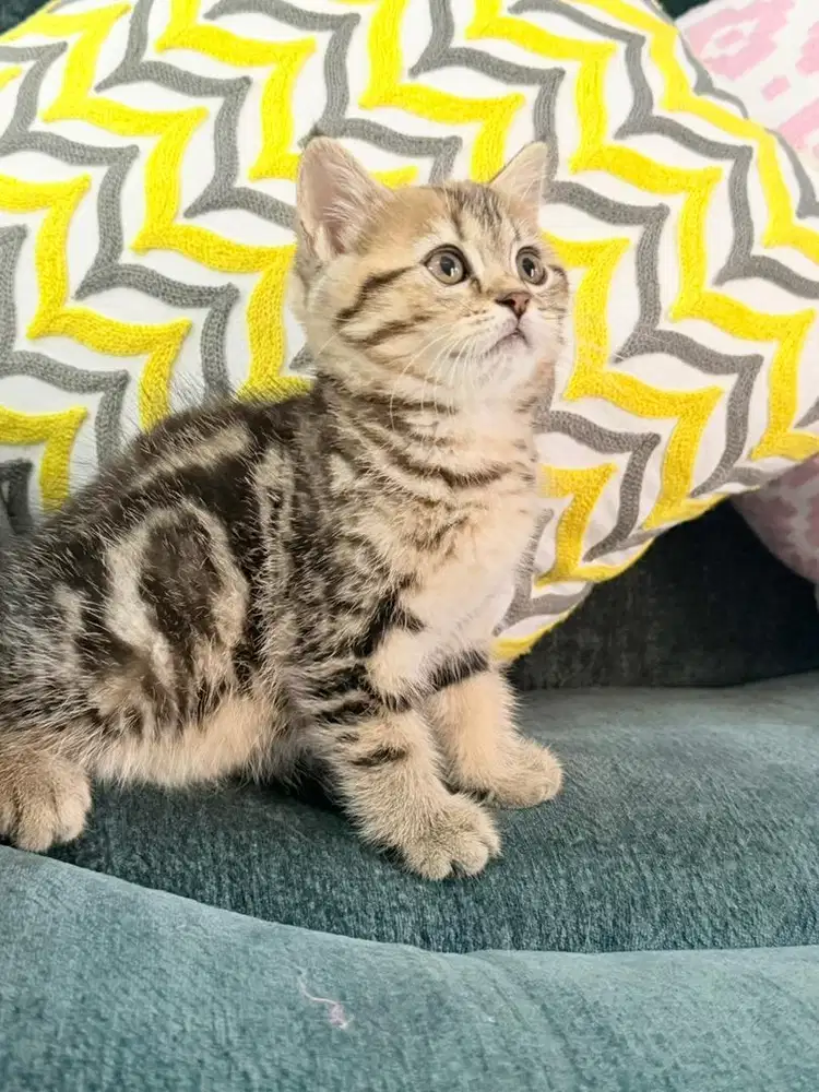 Golden Classic taby Ny25