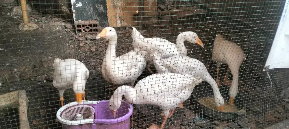 Angsa/Soang Semua ada 6 Ekor