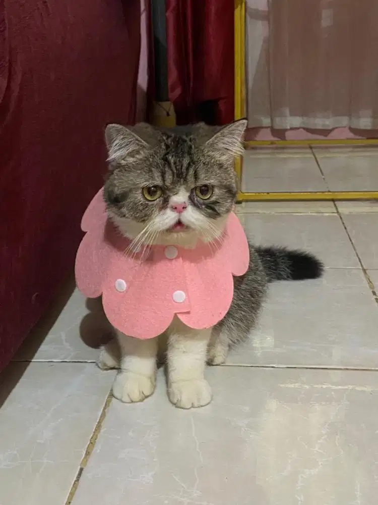LA Peaknose Jantan usia 10 bulan