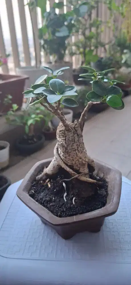 Bonsai Beringin Dollar