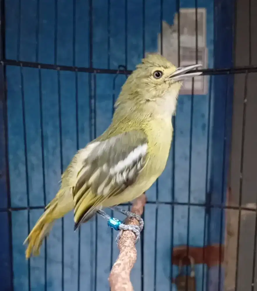 Burung sirpu gacor ketek'an