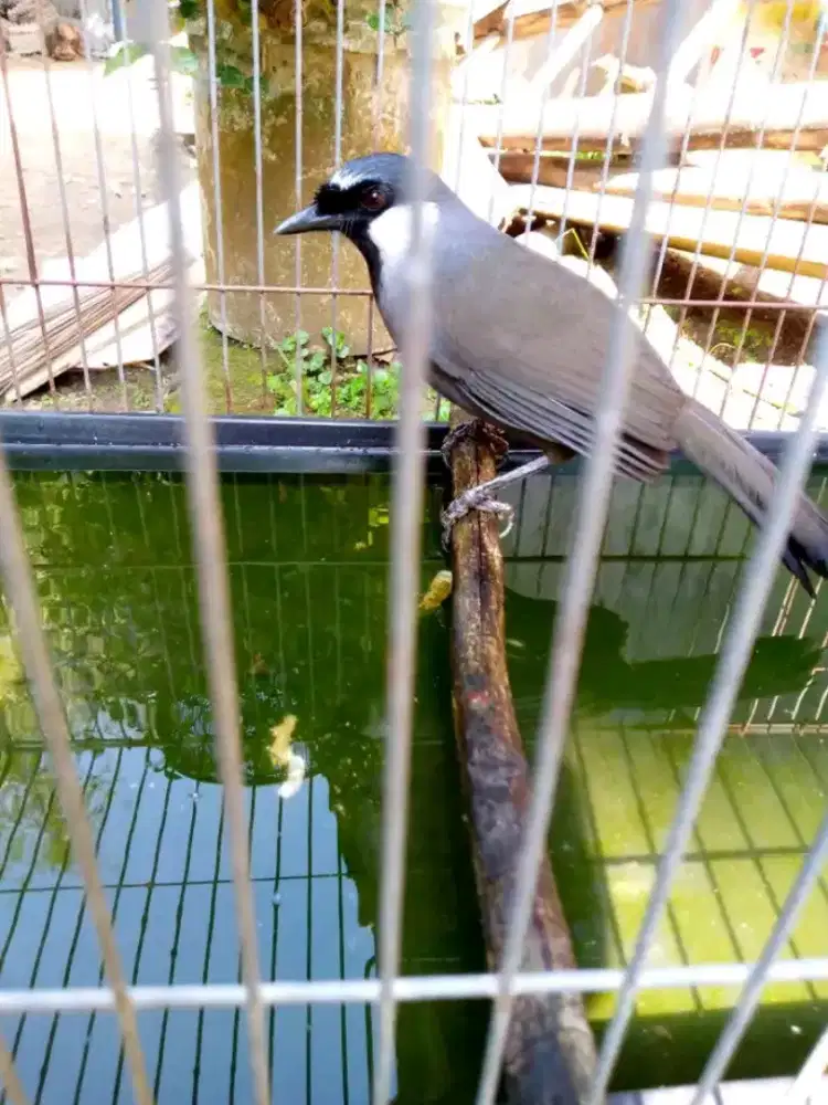 Poho jantan bunyi