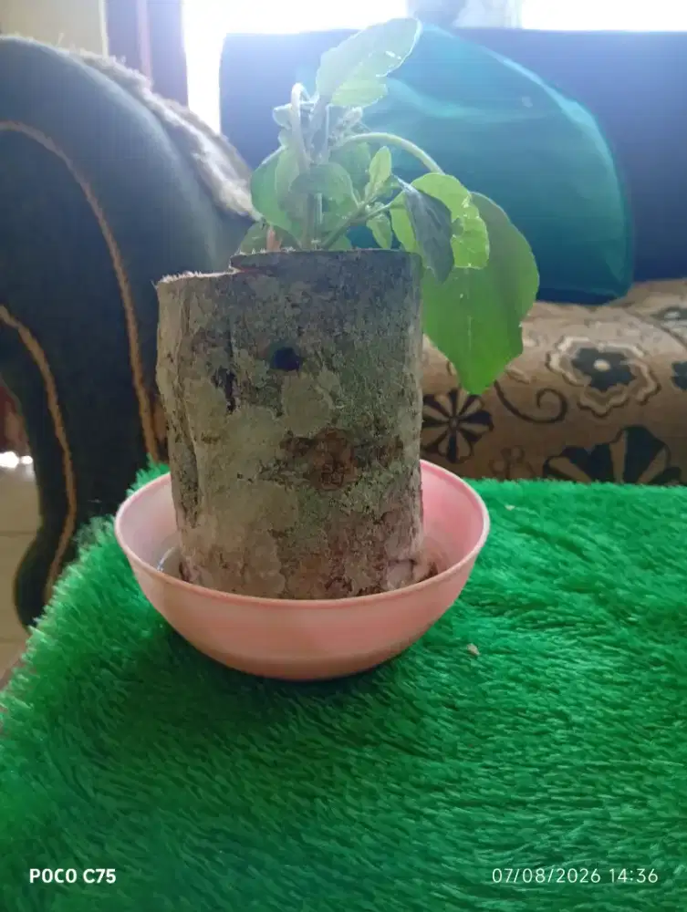 Kayu tanaman hanjuang.