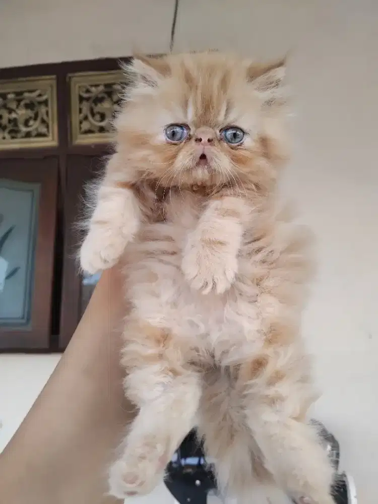 Kucing persia peaknose