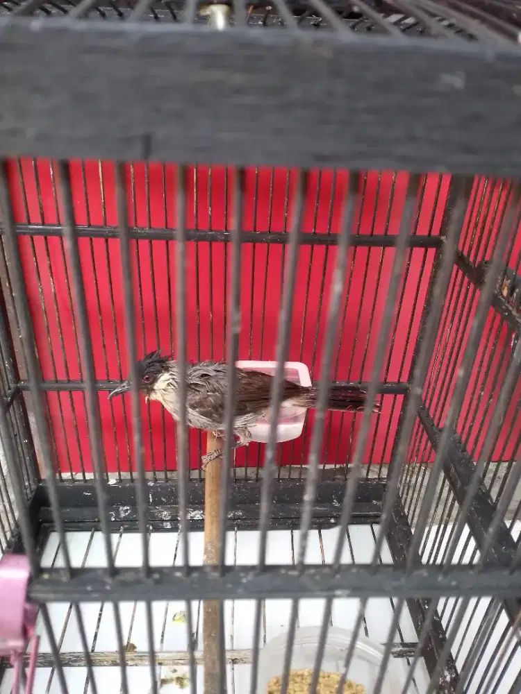 Burung kutilang fullset burung gacor