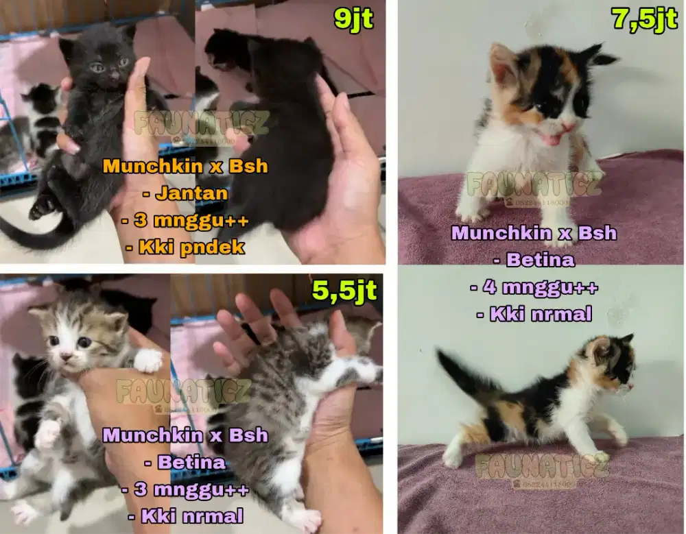 Kucing Munchkin x Bsh / British