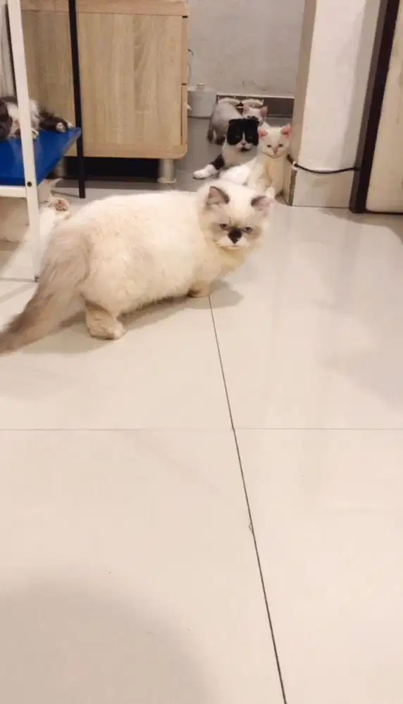 Munchkin Bsh ragdoll jantan