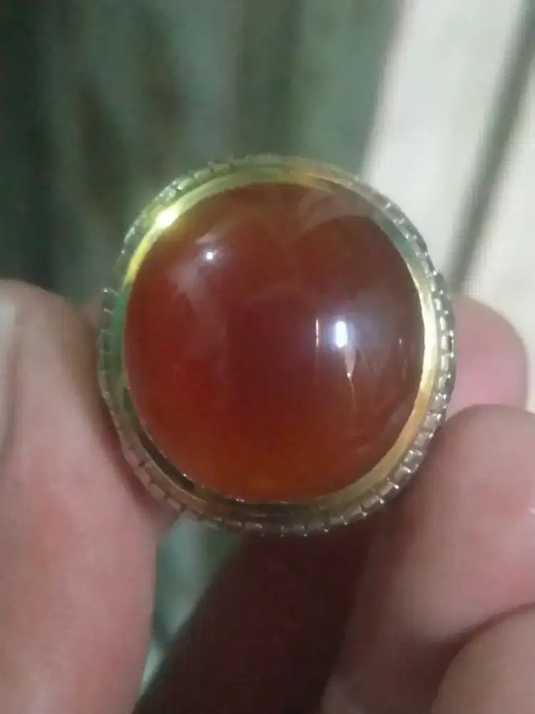 Di jual red raflesia