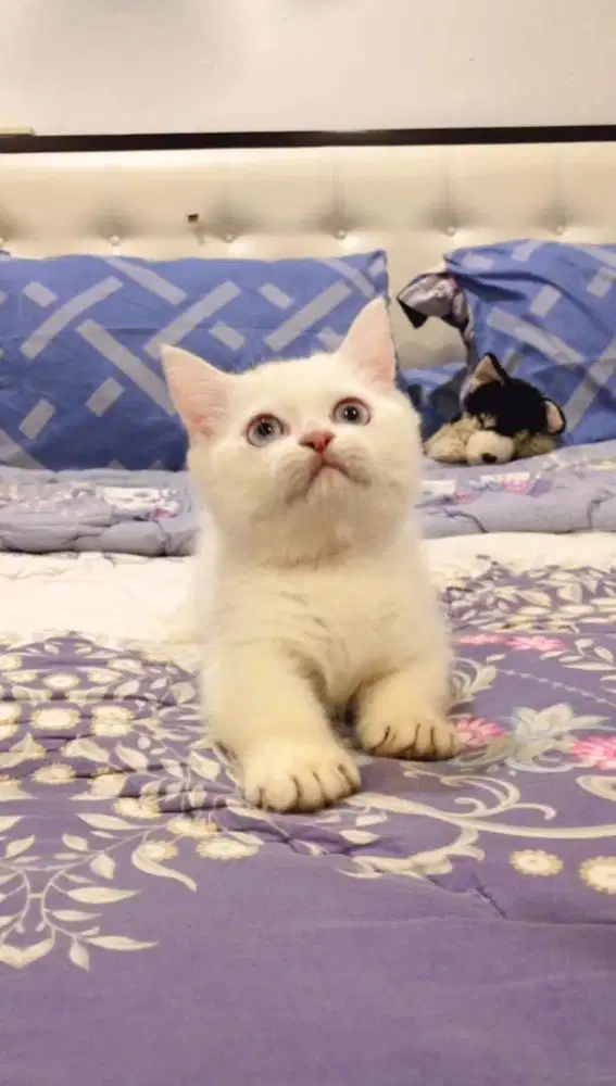 Munchkin BSH Jantan