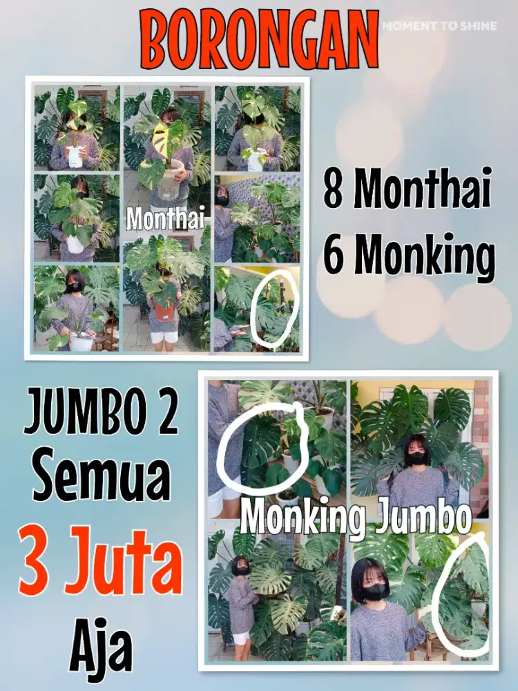 BORONGAN 14 MONSTERA JUMBO MURAH SEMARANG