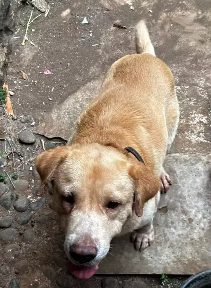Adopsi Hewan (anjing)