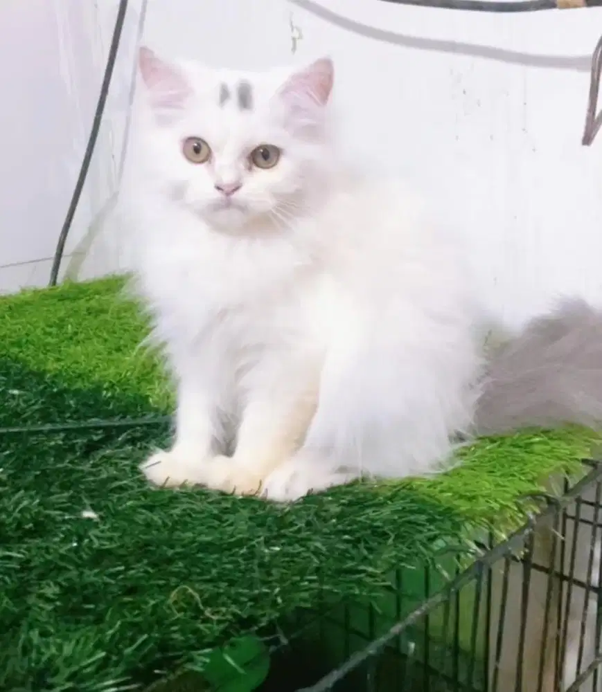 Persia flatnose blue van 3 bulan