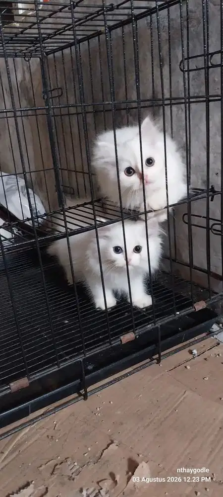 Kucing persian ws odd eye 1
