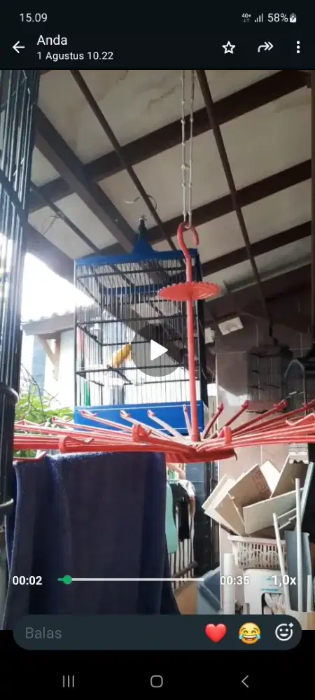 Burung kenari seri f1