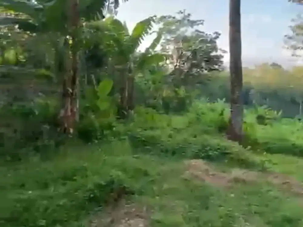 Jual Tanah siap bangun daerah Dawe. Kudus-11698