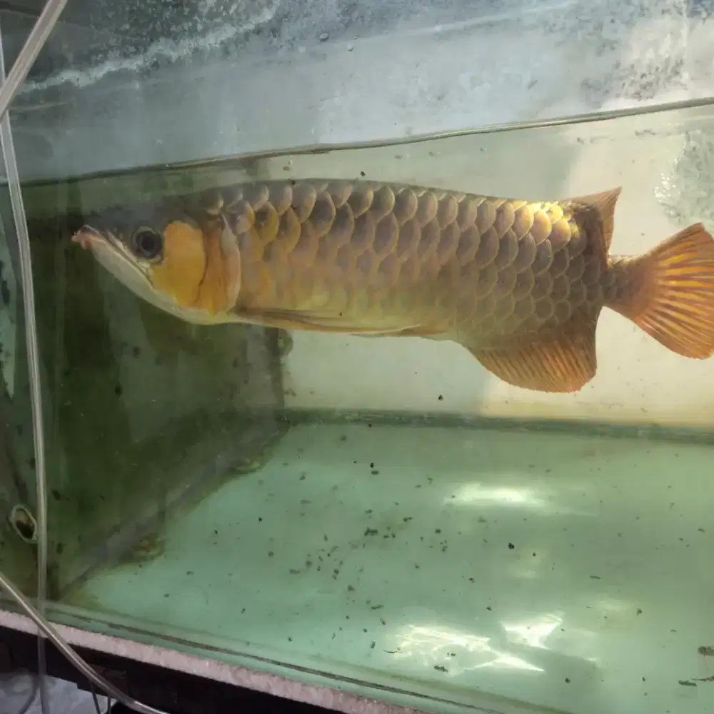 Arwana Super red 40 cm+