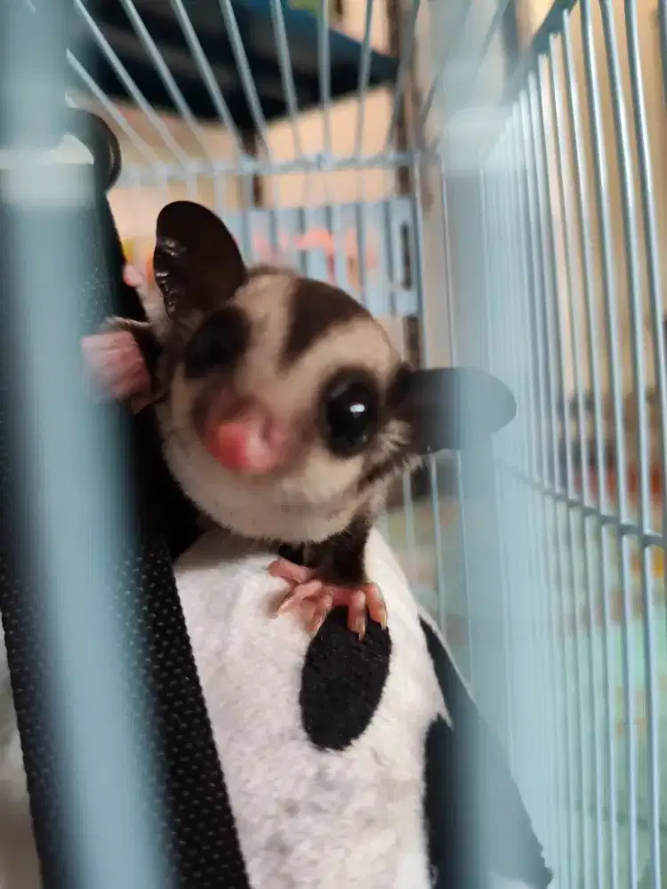 Sugar glider betina