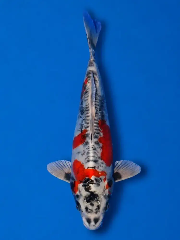 Koi Benikiko Import