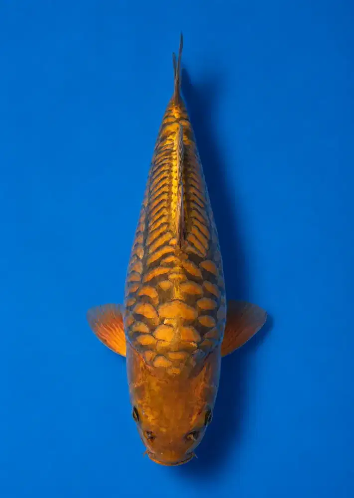 Koi Chagoi Aragoke Bulky