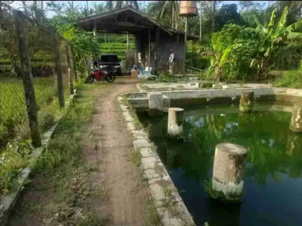 Kolam deras + sawah Cijambe Subang