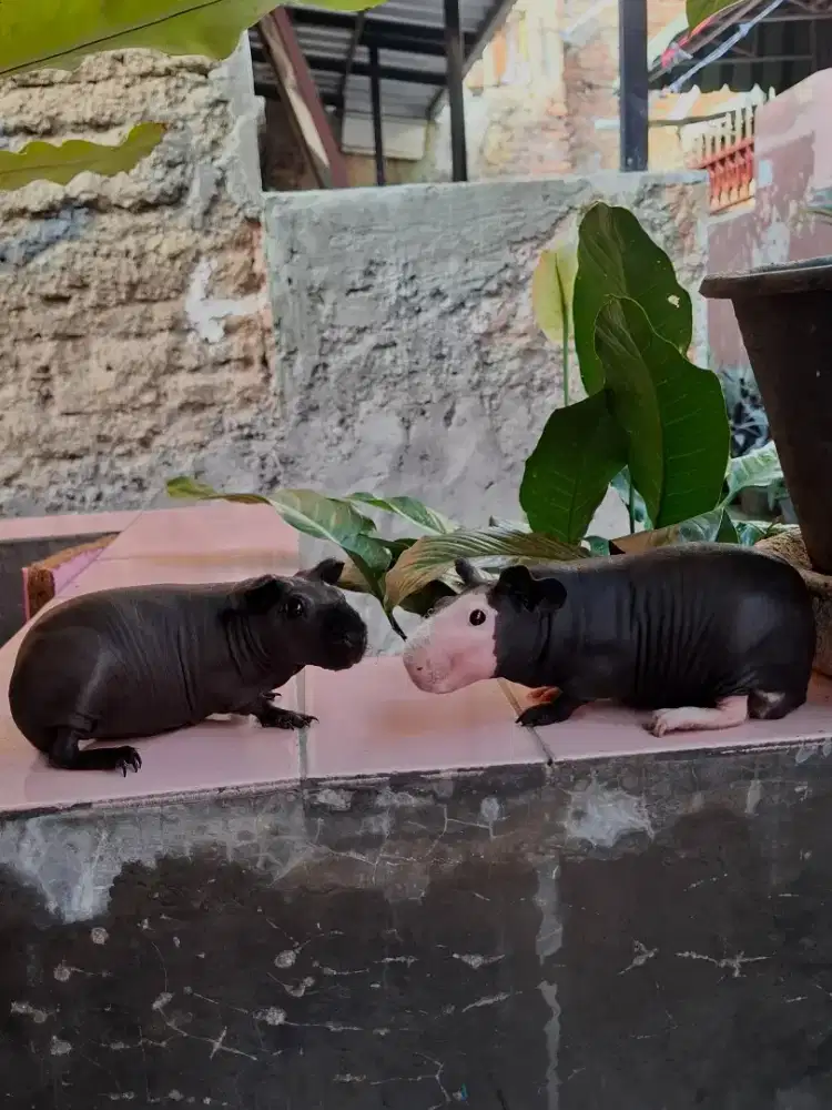 marmut/guinea pig/skinny
