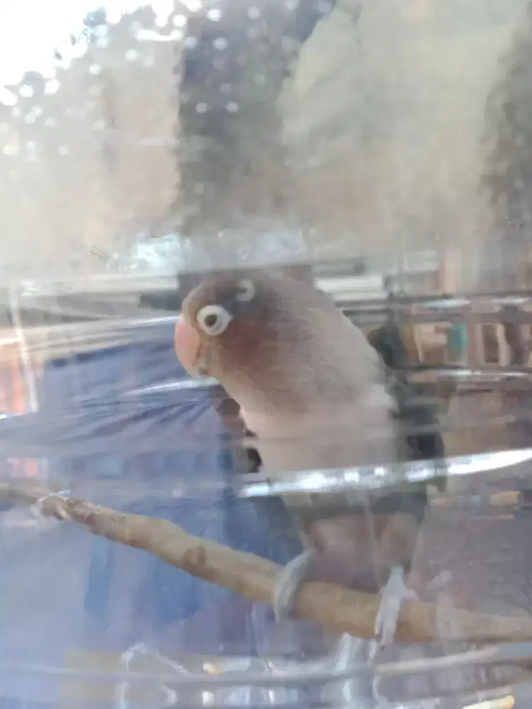 Burung Tangkapan Di Depan rumah Lakbet Batman