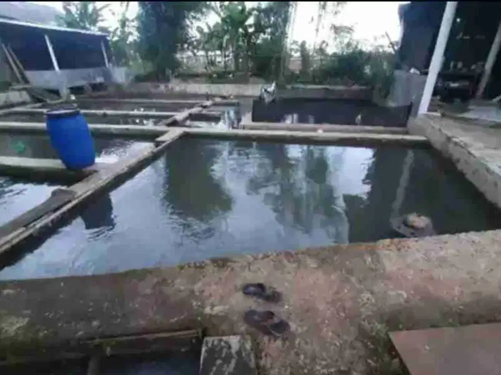 Kolam Deras Cijambe Subang Lg