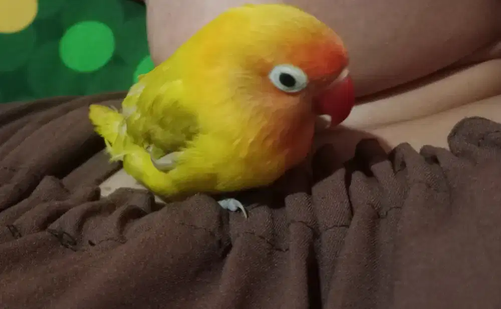 Lovebird PAUD burja