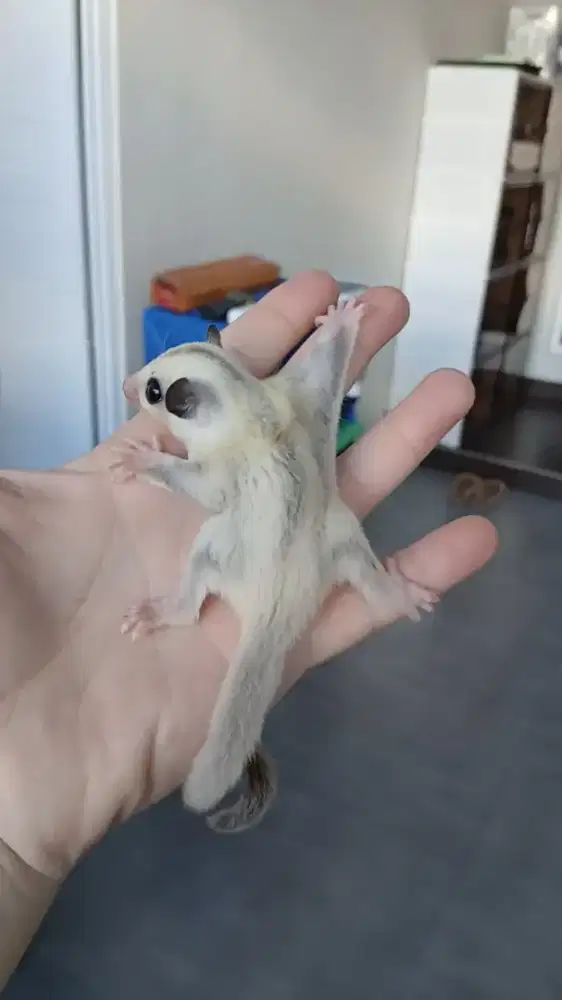 Sugar glider platinum