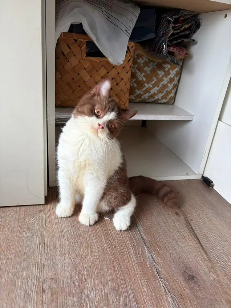 British shorthair bicolor Choco jantan  bsh kucing male