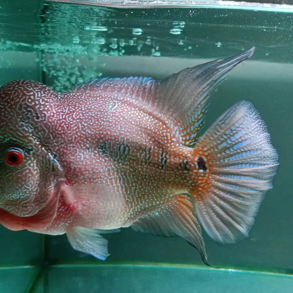 Ikan louhan dewasa