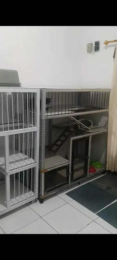 Kandang kucing baru