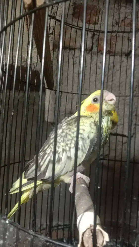 Lolohan Burung Falk mulus